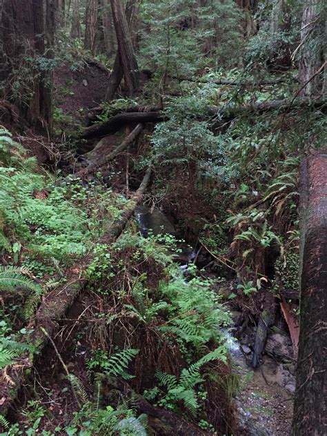 Butano State Park by TutorVeritatis on DeviantArt