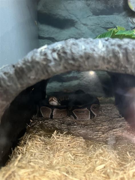 Sick Ball Python 的图像结果