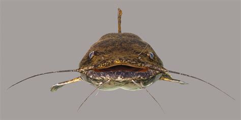 Flathead Catfish – Discover Fishes