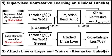 Image result for Supervised Contrastive Learning