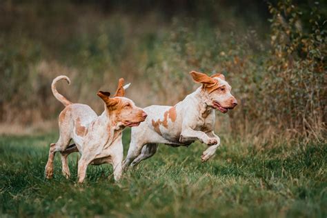 Bracco Italiano Dog Breed Health and Care | PetMD