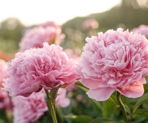What Do Peony Represent at Rita Clark blog