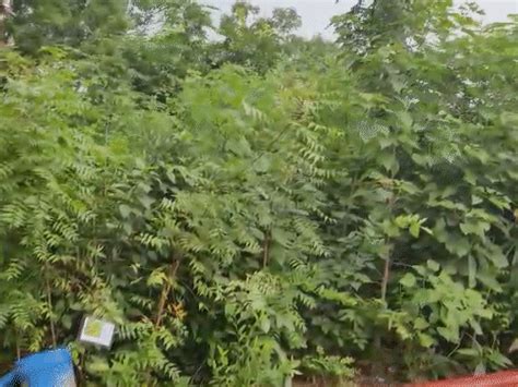 More than 40 lakh trees were planted in the city, the largest number of ...