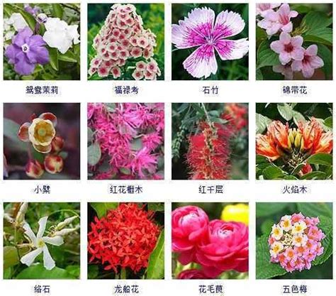 春天的花有什么形状,春天的花的样子和特点,春天的花图片及花名_大山谷图库