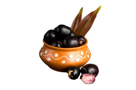 Image result for Java Plum Fruit Tree