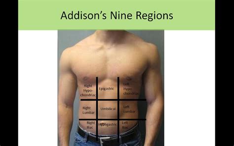 What Is The Pubic Region Called at Daniel Gilmore blog