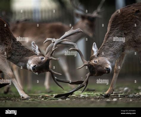 How Do Deer Fight