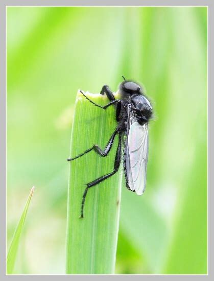 Galerie » Dvoukřídlí (Diptera)