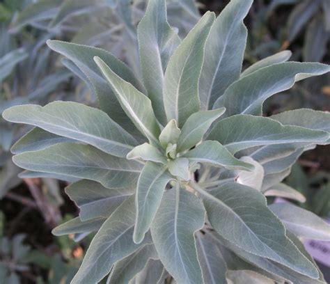 California White Sage | Plants Express