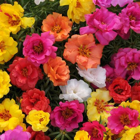 Portulaca – Happy Hour Series F1 | Vibrant Drought-Tolerant Moss ...