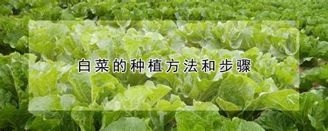 夏季大白菜种植技术要点_科普中国网