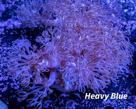 "Buy High-Quality Pulsing Xenia Coral for Your Aquarium | Order Now" – Zeo Box Reef Aquaculture