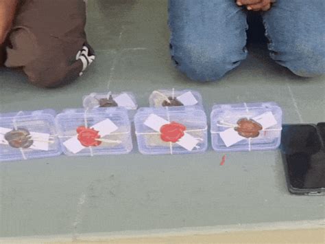 Ahmedabad Crime Branch Nabs Rajasthan Drug Peddlers | Danilimda MD Bust