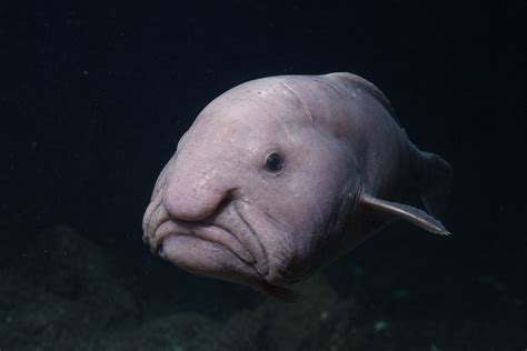 Top 20 Ugly Animals: The World's Ugliest Species (Pictures + Facts)