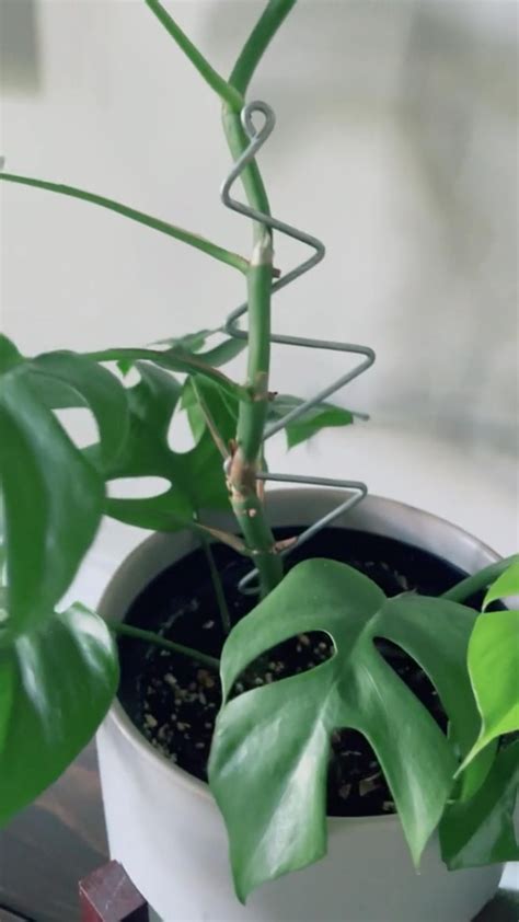 Support a growing rhaphidophora tetrasperma vine with our steel zig zag ...