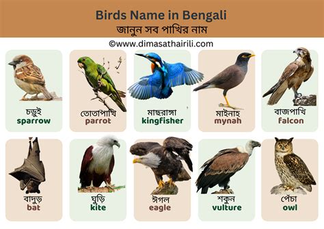 Birds Names in English and Bengali with Pictures - 40 পাখির নাম