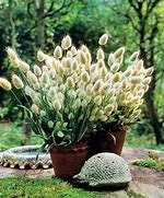 Image result for Bunny Tail Grass Seed