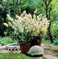 Image result for Bunny Tail Grass Plant