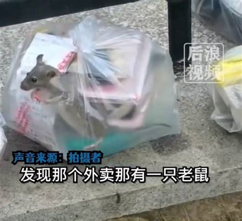 大学生点外卖袋子窜出一只肥硕老鼠，目击者：放外卖的旁边可能是个老鼠洞，老鼠闻到香味就跑进去了_视频_网友_拍摄者