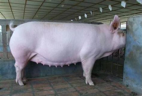 母猪被淘汰的原因，有这10点！ - 其它猪病/猪病大全/养猪技术 - 中国养猪网-中国养猪行业门户网站