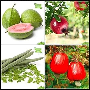 Creative Farmer Packet Combo Fruit : Psidium Guava, Pomagranate ...