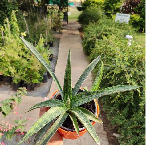 Sansevieria Fernwood Thin Leaf Plant | Ropani