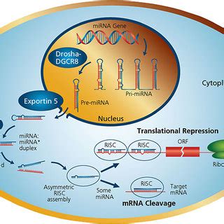 Primary microRNA Transcript 的图像结果