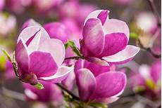 magnolia fiore magnolia trees blossom in the lightorialist magnolia fiore magnolia trees blossom in the lightorialist