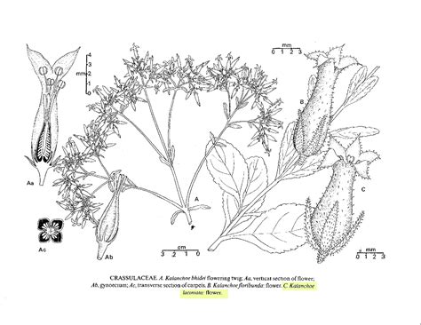 Herbarium JCB