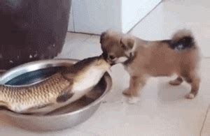 狗子第一次吃鱼超紧张，没想到鱼一跳画面悲剧了……