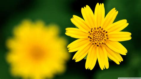 Beautiful Yellow Flowers wallpaper | 2400x1350 | #83275