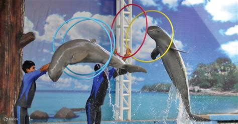 Pattaya Dolphin World, Thailand - Klook India