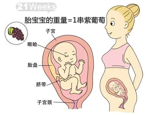21周的胎儿有多大-菠萝孕育