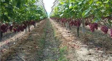 我国葡萄产量增至1100万吨 阳光玫瑰种植面积占近10%_中国