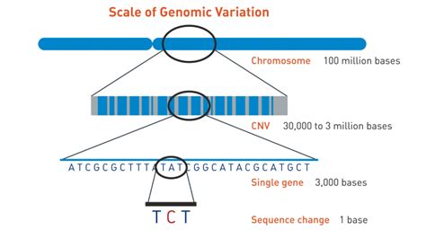Chromosome Microarray 的图像结果
