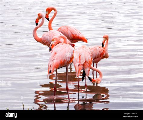 American Flamingos, Floreana Island, Galapagos Stock Photo - Alamy