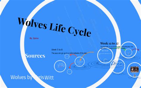 Image result for Wolves Life Cycle