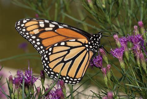 Top 8 Pollinators — Stone Pier Press