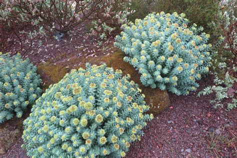 Rhodiola rosea L. | Plants of the World Online | Kew Science