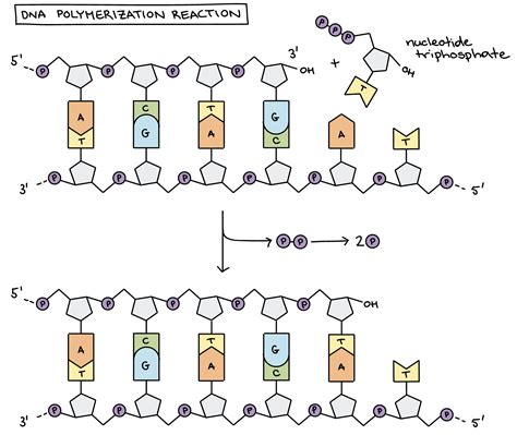 Dna Polymerase Reaction