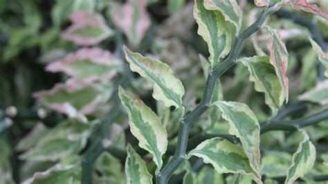 Plant of the week: Zig-zag plant, devil's backbone