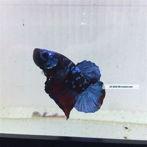 ULTRA RARE Galaxy Blacklight HMPK Pair Betta Imported From Thailand ...