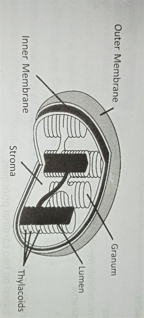 Give an account on structure and function of chloroplast - Brainly.in