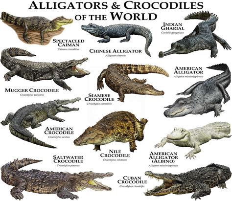 Alligators and Crocodiles of the World Poster Print - Etsy | Crocodile species, Crocodiles, Animals