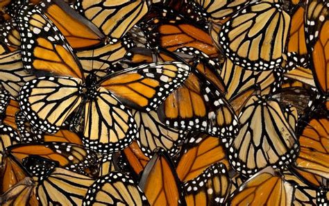 monarch technologies