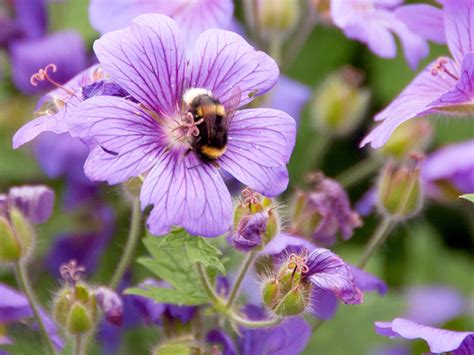 Caring for Plants, Trees and Shrubs| Love The Garden