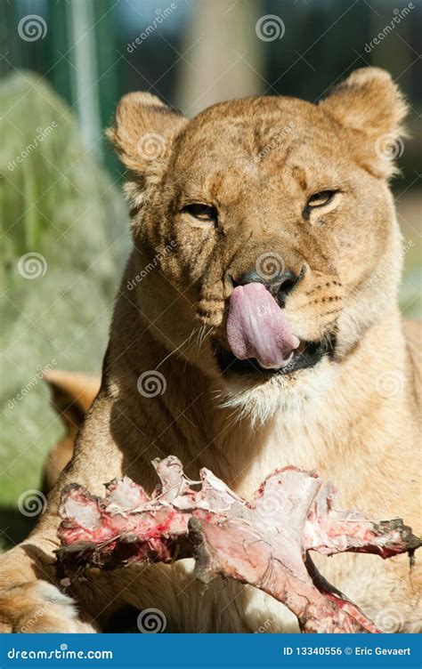 Lion Eating Human In Africa