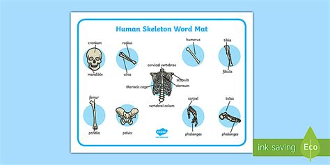 Human Skeleton Word Mat