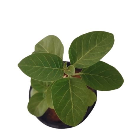 Buy Ashwagandha Plant at ManBhawan Nursery