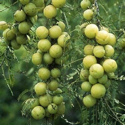 Plantazee All Season Gardens Amla Plum Plant Phyllanthus Emblica Indian ...